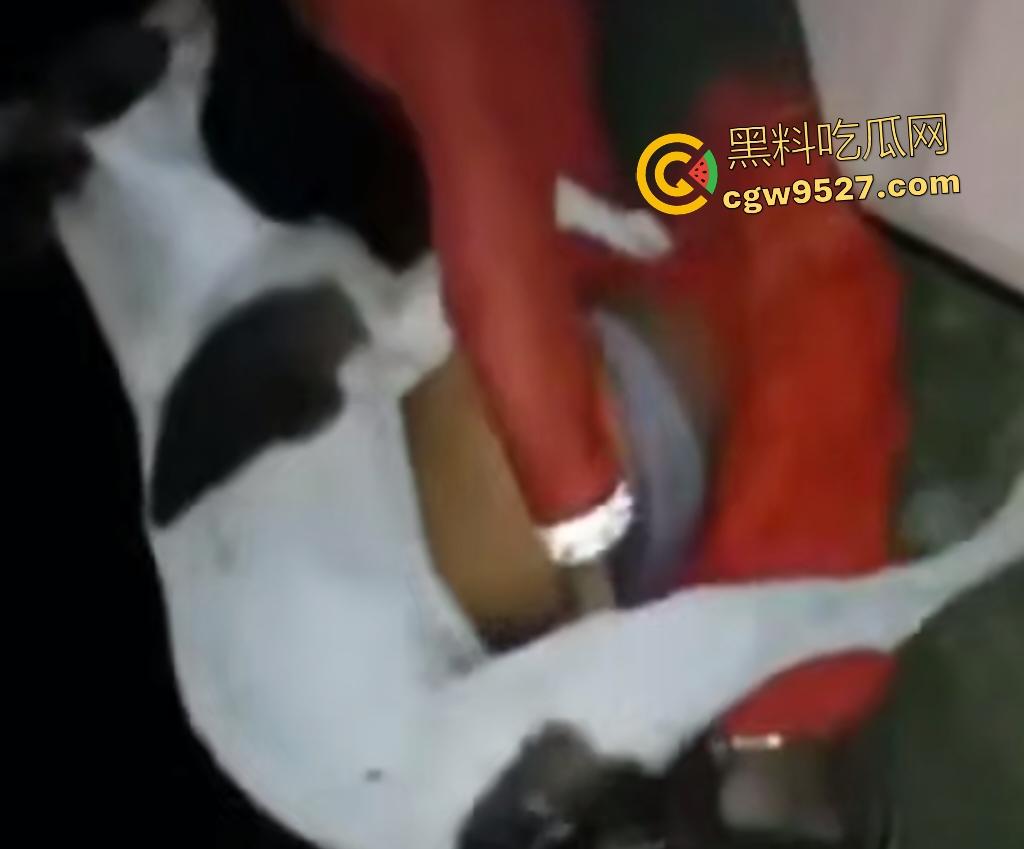 印度18岁少女为驱除“恶灵”，要嫁给一条流浪狗，深夜在户外被流浪狗后入，狗精子腥臭四溢！