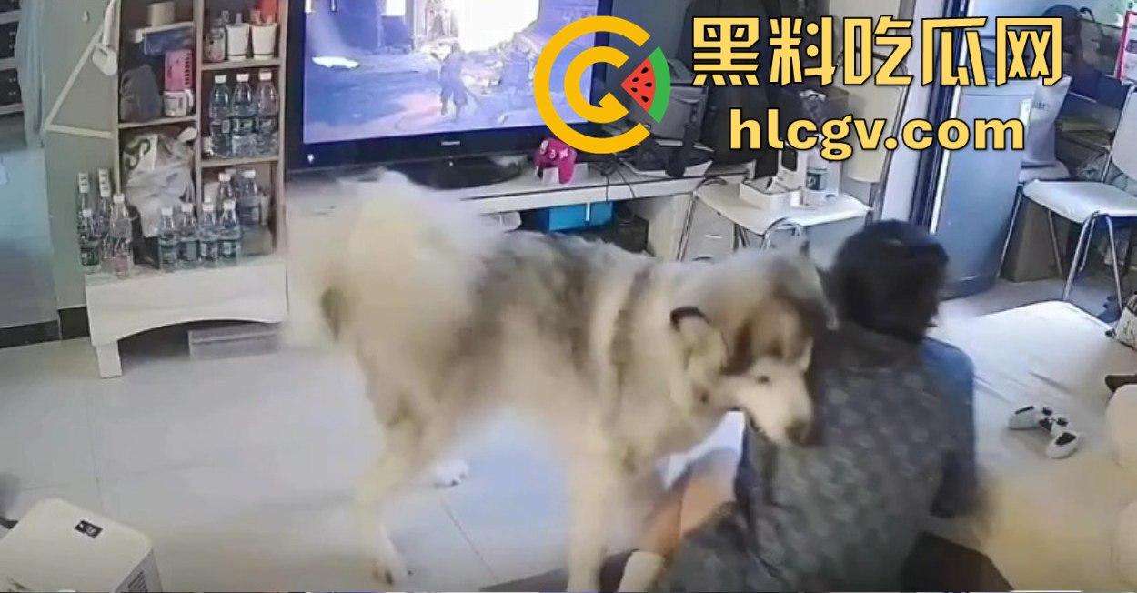 阿拉斯加趁女主人换手柄扑上去玩后入想日逼！妹子挣扎半天脱身，气得直发火！