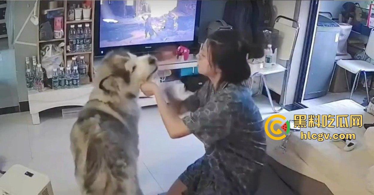 阿拉斯加趁女主人换手柄扑上去玩后入想日逼！妹子挣扎半天脱身，气得直发火！-5