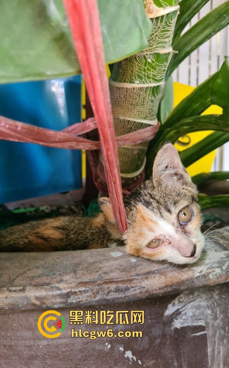 长沙极品人妻【gfeinjapan】媚黑骚货迷恋大屌!舞蹈软体解锁花式姿势,骚逼被野驴屌干到炸裂!-22