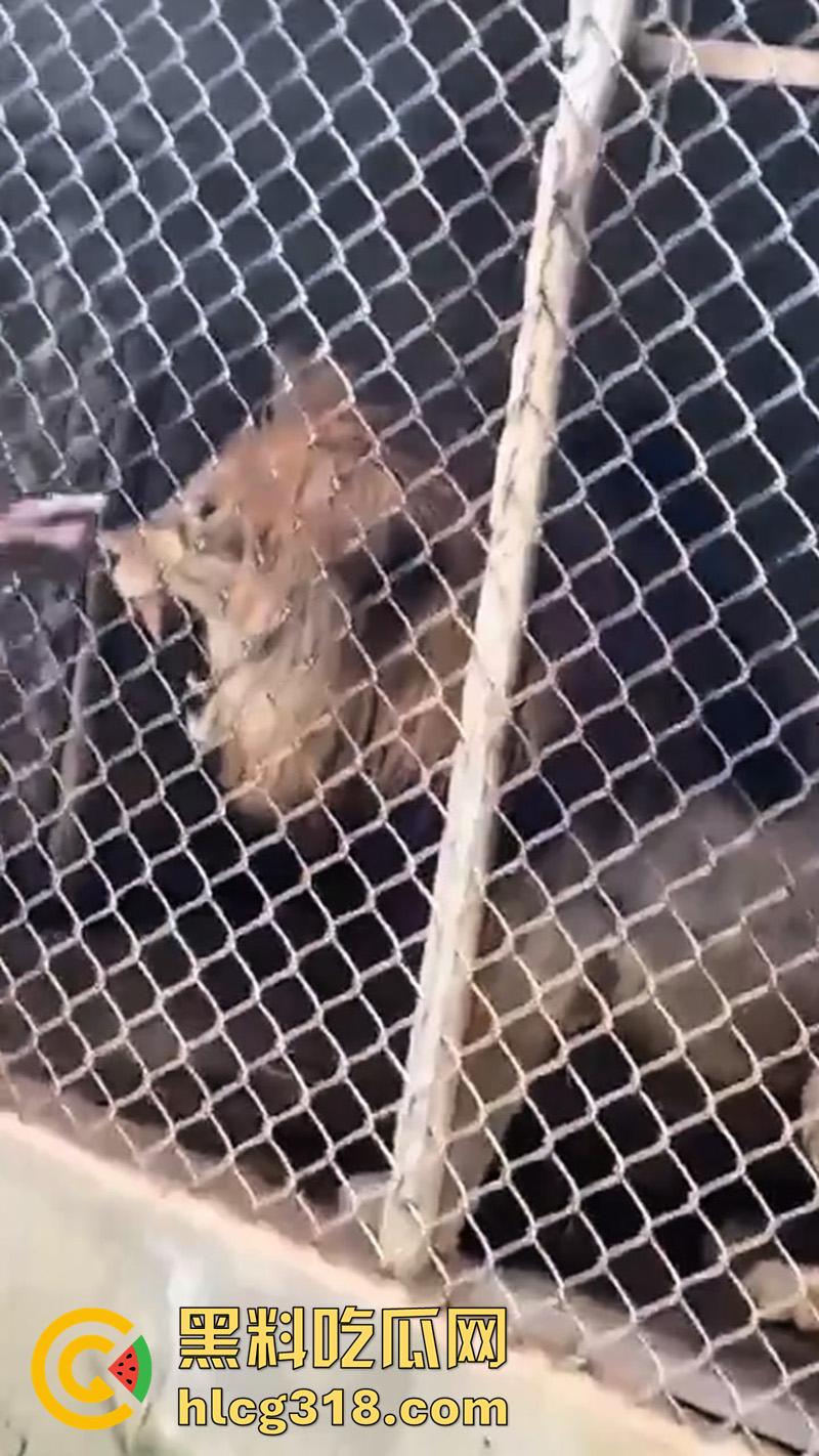 无脑老黑徒手惹怒狮子,以为狮子在笼子里无法伤害自己,结果各种挑衅被咬断手指,真是活该-1