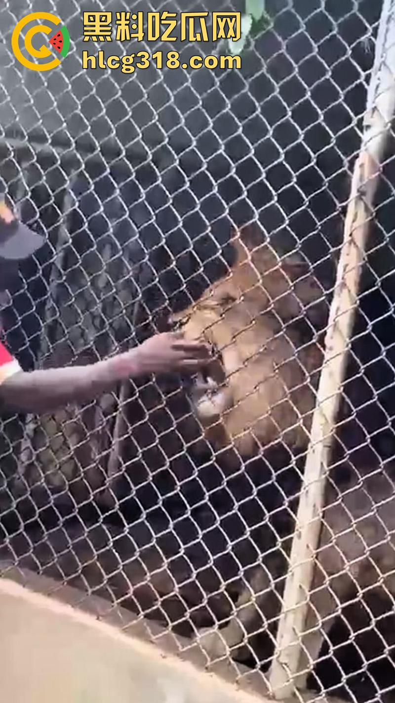 无脑老黑徒手惹怒狮子,以为狮子在笼子里无法伤害自己,结果各种挑衅被咬断手指,真是活该-2