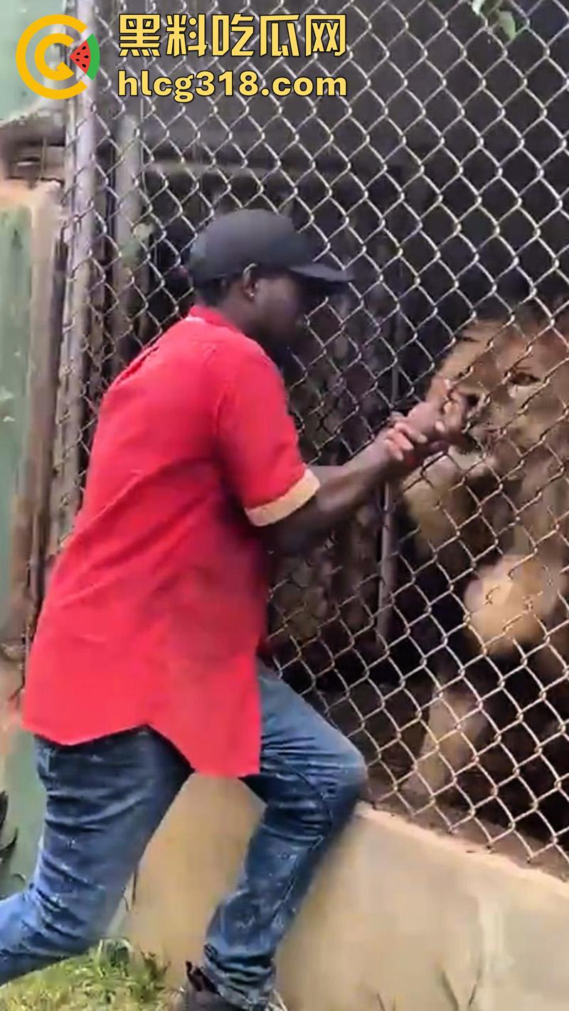 无脑老黑徒手惹怒狮子,以为狮子在笼子里无法伤害自己,结果各种挑衅被咬断手指,真是活该-4