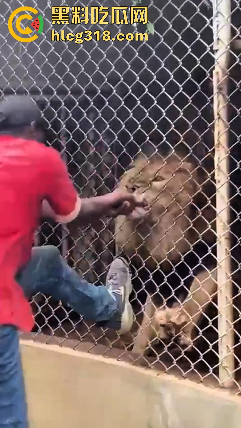 无脑老黑徒手惹怒狮子,以为狮子在笼子里无法伤害自己,结果各种挑衅被咬断手指,真是活该-5