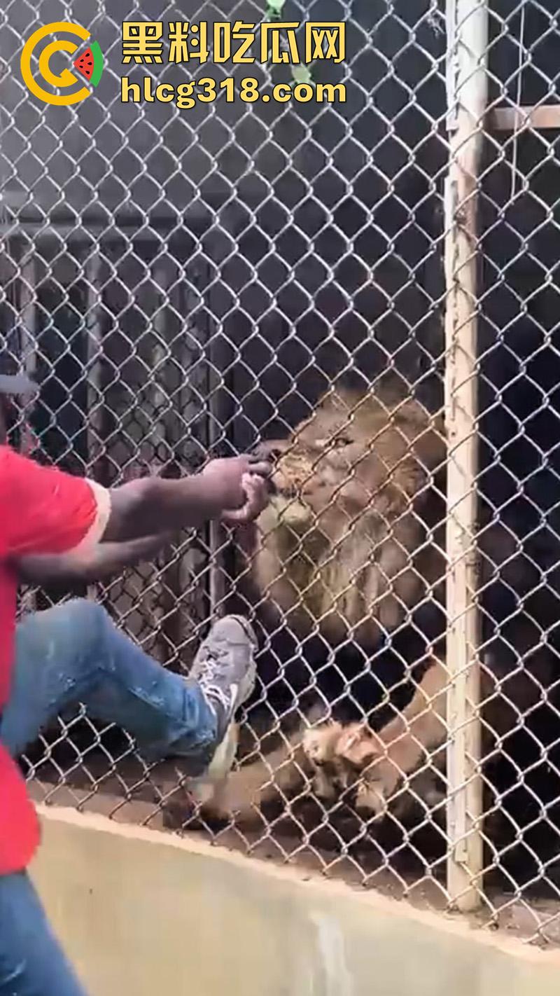 无脑老黑徒手惹怒狮子,以为狮子在笼子里无法伤害自己,结果各种挑衅被咬断手指,真是活该-6