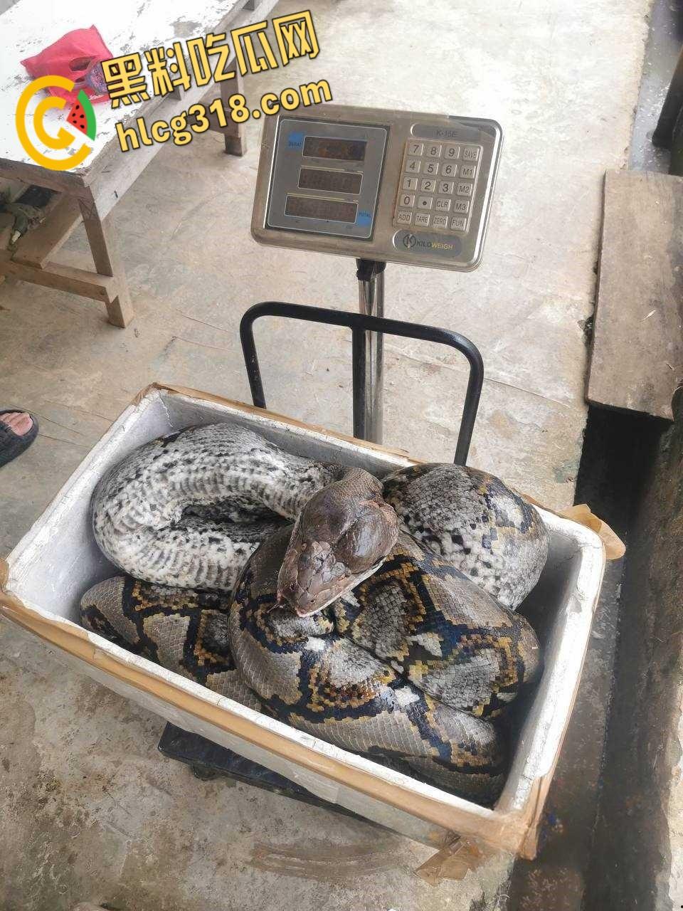 农夫徒手大战蟒蛇，54公斤巨型蟒蛇被活活打死，农户剥皮下锅做大补美食，场面血腥 ！-2