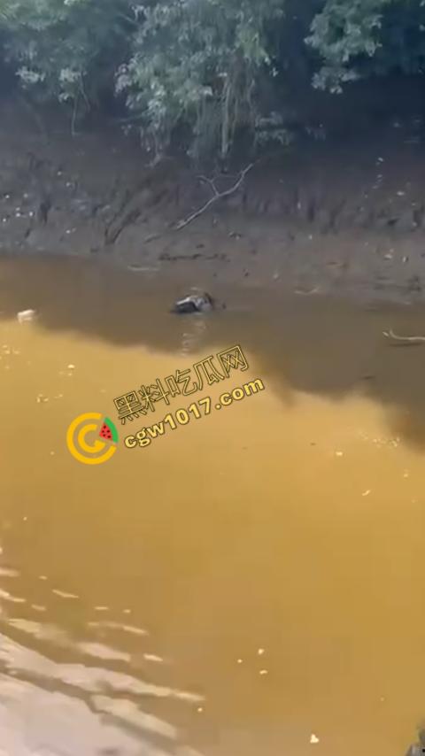 男子野泳惨遭鳄鱼袭击，身体被肆意撕裂，尸体血肉模糊，搜救队惊惧地目睹这惨绝人寰的一幕-3