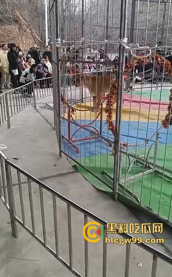 山西运城大年初三狮子突然发疯当街撕咬活人 驯兽师狂揍都没用 死咬不松口！-1