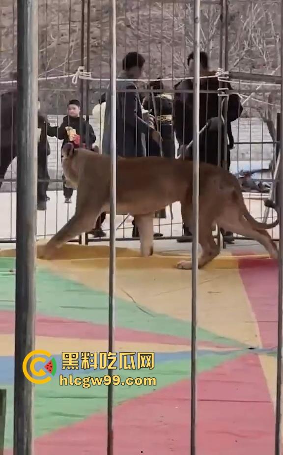 山西运城大年初三狮子突然发疯当街撕咬活人 驯兽师狂揍都没用 死咬不松口！-8