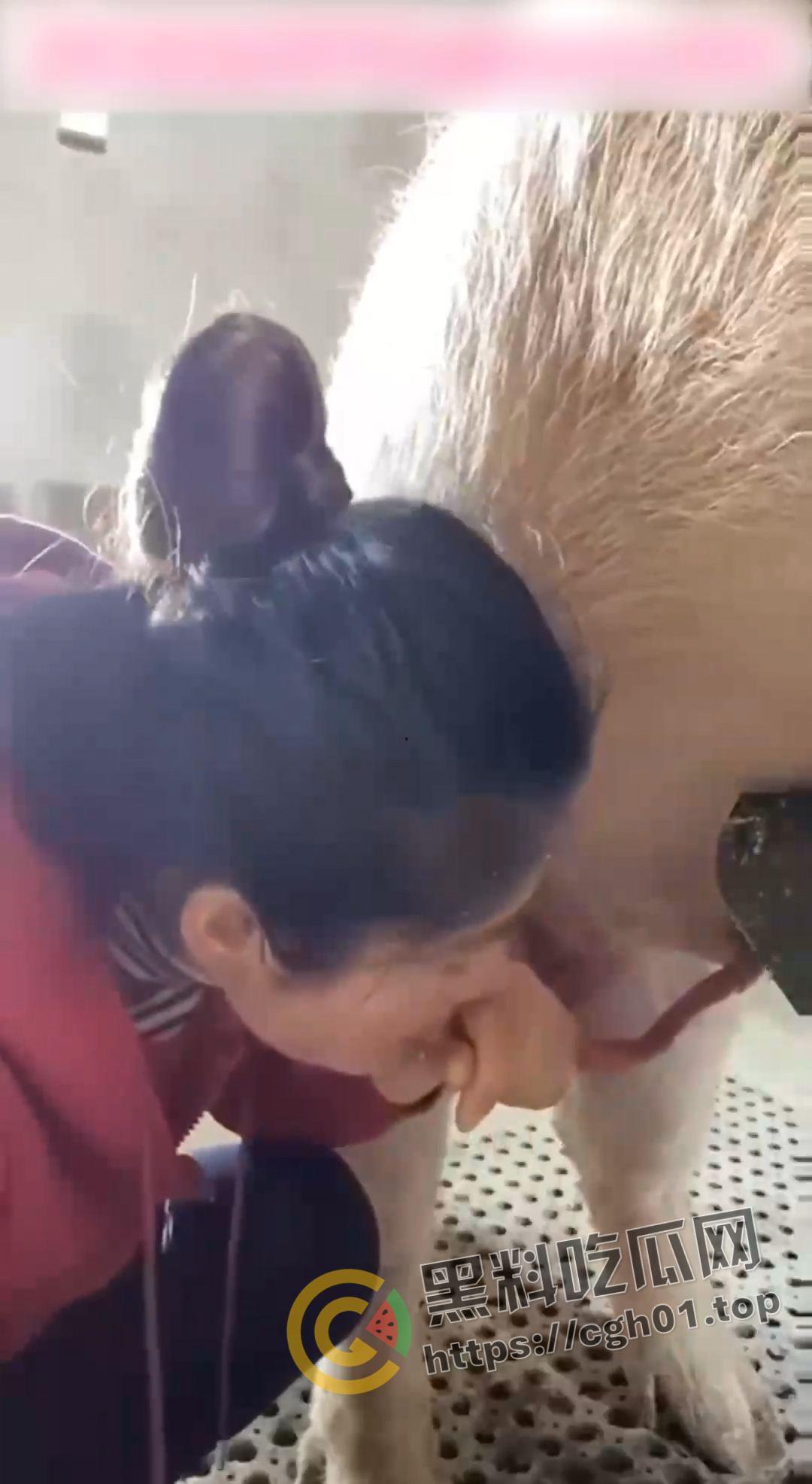 湖北养猪场变态女老板给猪口 手嘴并用被猪射满脸 八戒狂喜-2