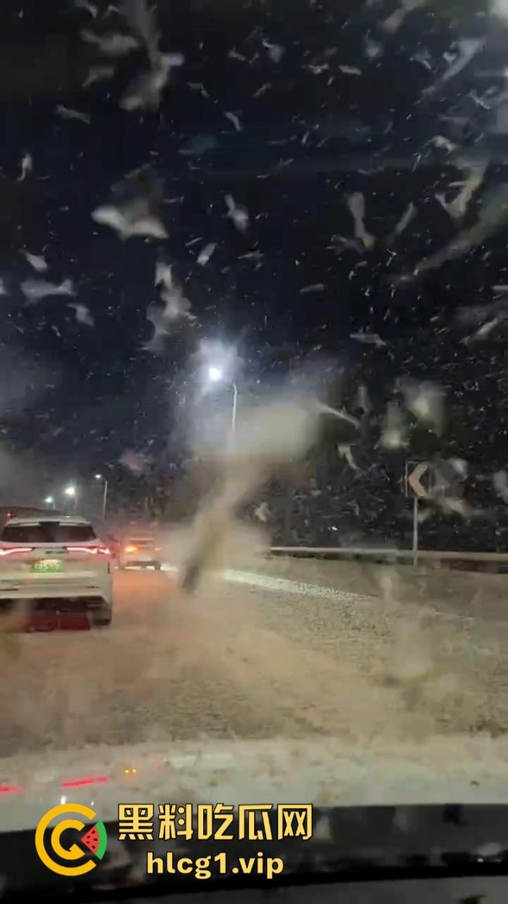 密集恐惧症慎入！湖南常德汉寿沅水大桥 飞虫像下雪一样“至少上10亿只‘’-6