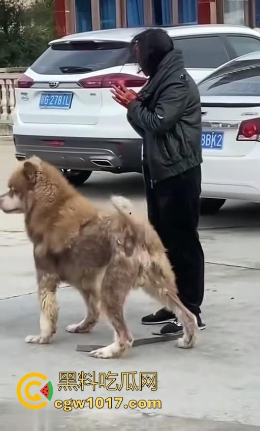 七年老狗反咬主人，不是虐待就突然发疯，满脸都是血，大型狗真恐怖，随后安排处死，这时候爱狗人士怎么不说话了！-5