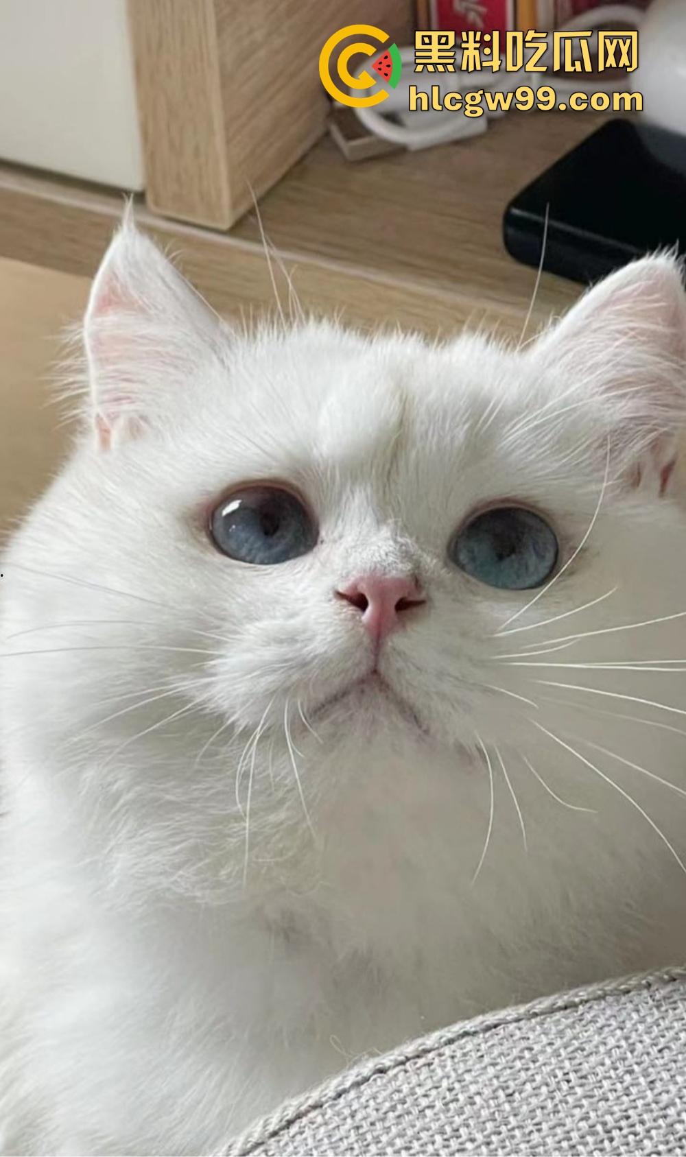 杭州名媛【莎莎】曝光,细腰丰乳肥臀奶子又白又大,富哥专用精盆,联动闺蜜被金主调教啪啪!-7