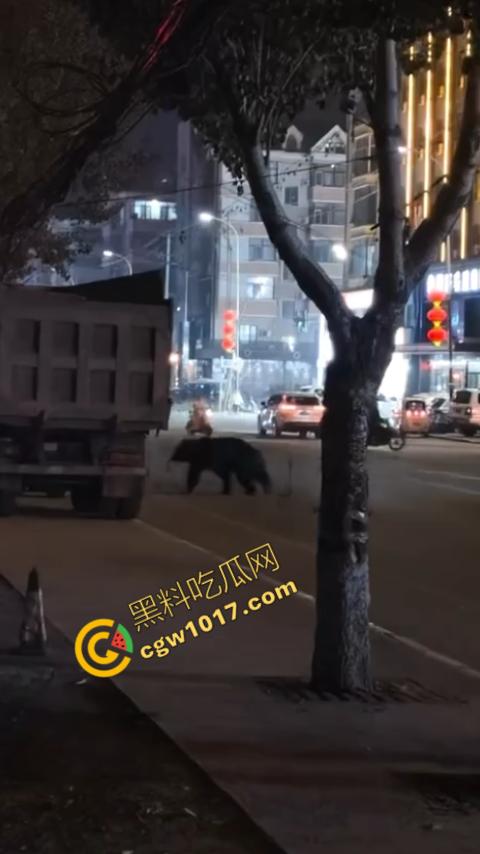 惊讶!宝清市街头惊现巨熊,警察开枪击毙,血洒街头,网友热议动物保护与城市安全!-2