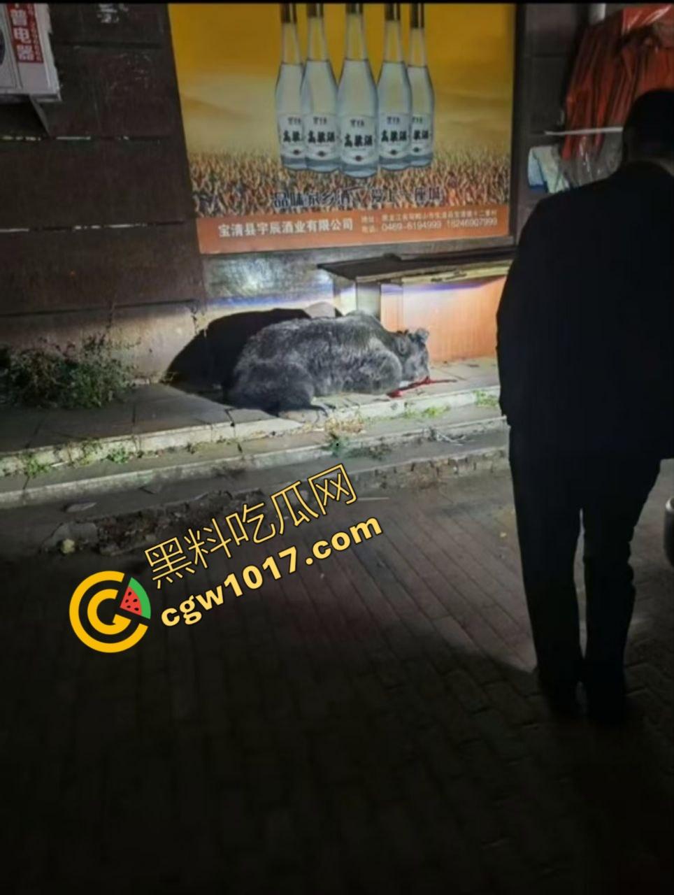 惊讶!宝清市街头惊现巨熊,警察开枪击毙,血洒街头,网友热议动物保护与城市安全!-9