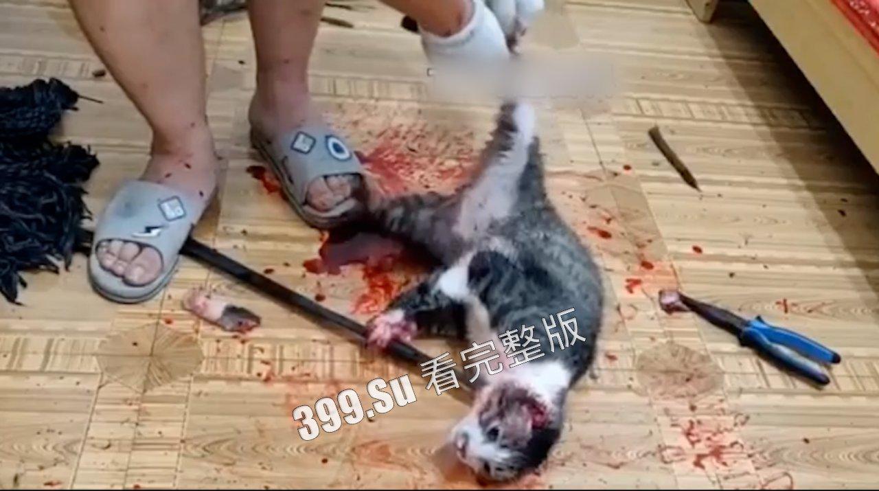 慎点!!!虐猫篇 面对没有反抗力的猫,人性中的恶被无限放大-2