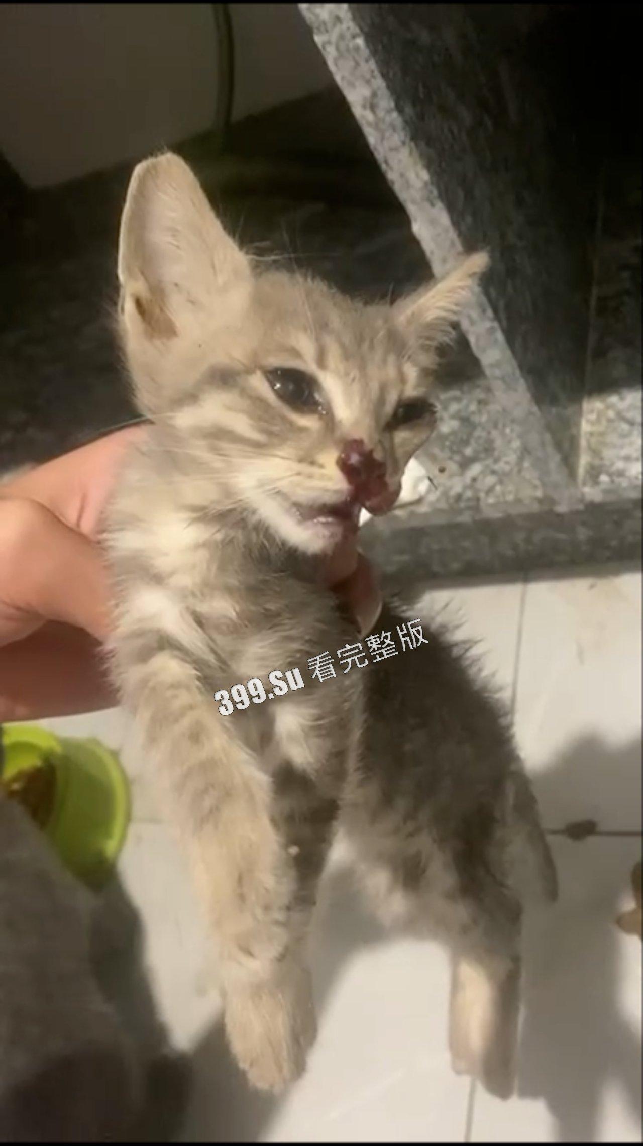 慎点!!!虐猫篇 面对没有反抗力的猫,人性中的恶被无限放大-6