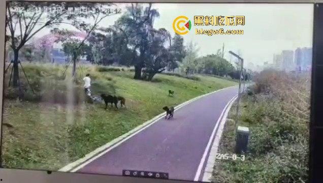 江西赣州母女在公园散步被四条野狗攻击撕咬,扯下来的肉被吃掉,暴露性伤口可以塞进一只手-4