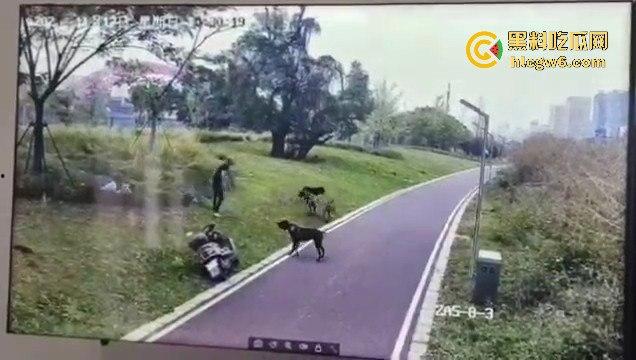 江西赣州母女在公园散步被四条野狗攻击撕咬,扯下来的肉被吃掉,暴露性伤口可以塞进一只手-5