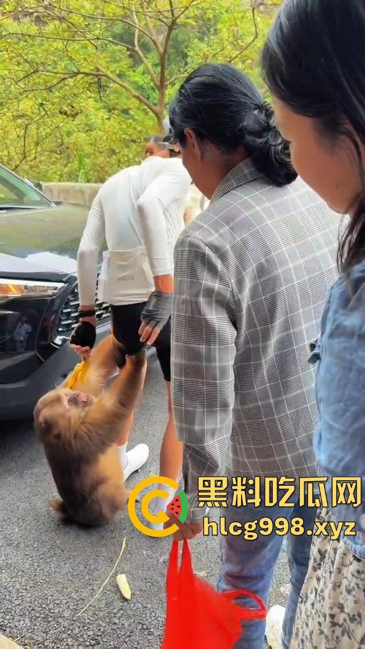 奇葩猴子不吃香蕉专爱美女！见到女的就疯狂抱大腿、抓胸、扯头发！-3