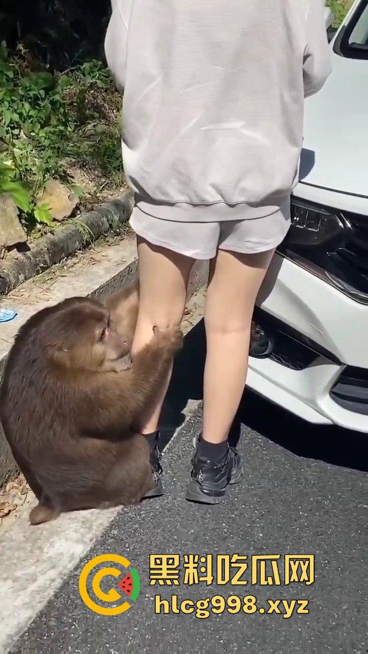 奇葩猴子不吃香蕉专爱美女！见到女的就疯狂抱大腿、抓胸、扯头发！-9