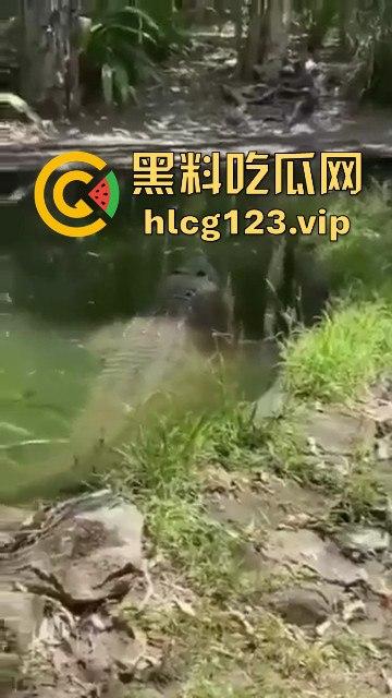 鳄鱼杀人开宴!小镇女孩惨遭下肚,砂捞越首次鳄鱼吃人,残骸成谜!-5