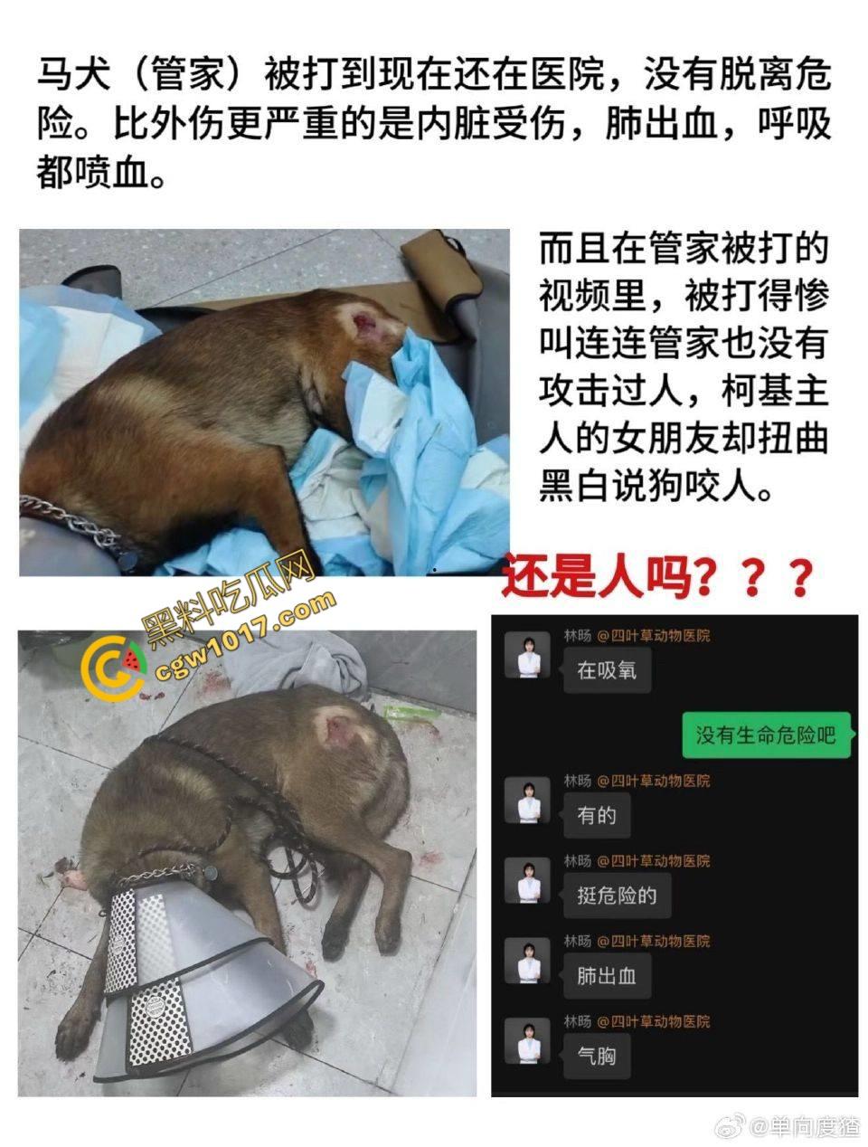 浙江狂暴男子街头暴力虐狗事件火遍全网:血腥场面令人震撼,马犬惨叫声震撼人心,引发全民怒吼!-5
