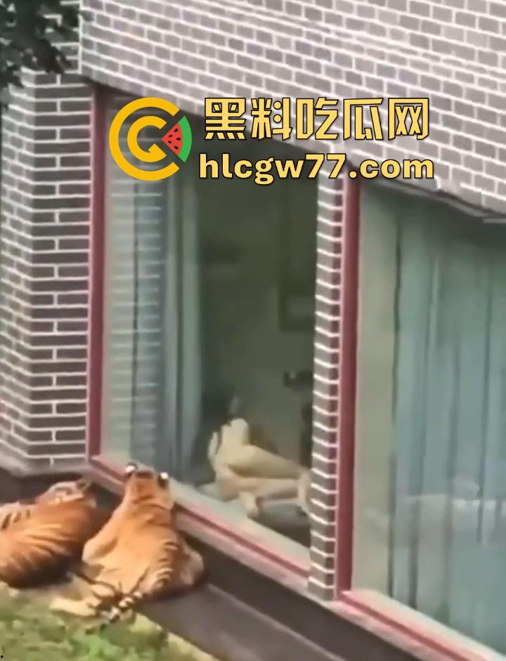 广西柳州雄景生态酒店 美女落地窗前全裸勾引老虎 多方位展示娇躯 大胆露出小穴 老虎竟看的津津有味!-1