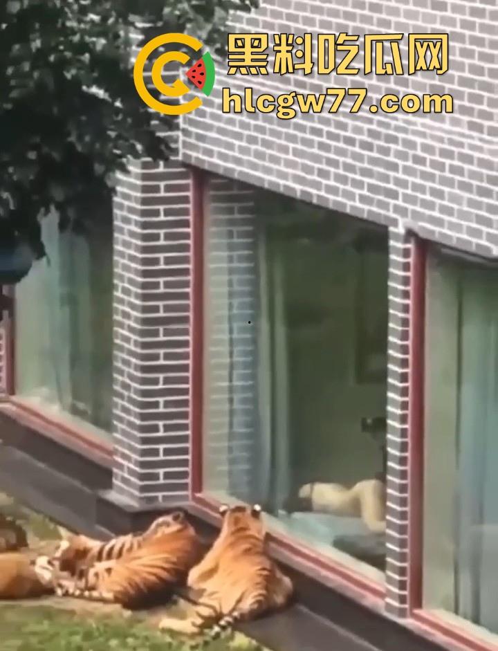 广西柳州雄景生态酒店 美女落地窗前全裸勾引老虎 多方位展示娇躯 大胆露出小穴 老虎竟看的津津有味!-4