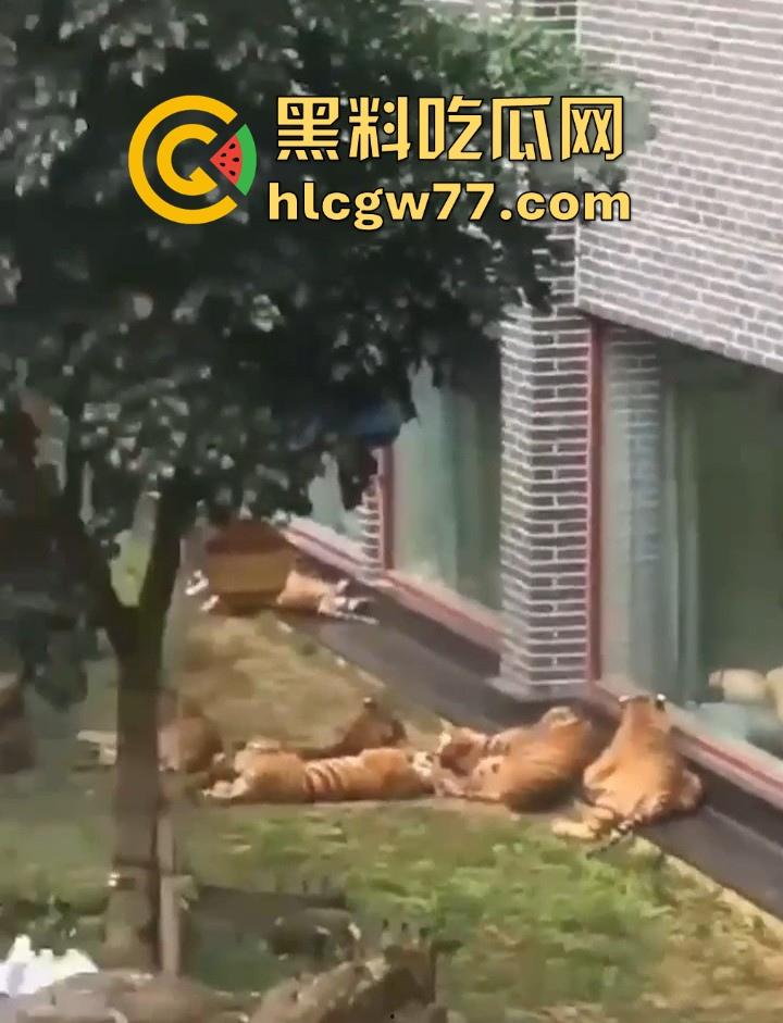 广西柳州雄景生态酒店 美女落地窗前全裸勾引老虎 多方位展示娇躯 大胆露出小穴 老虎竟看的津津有味!-5