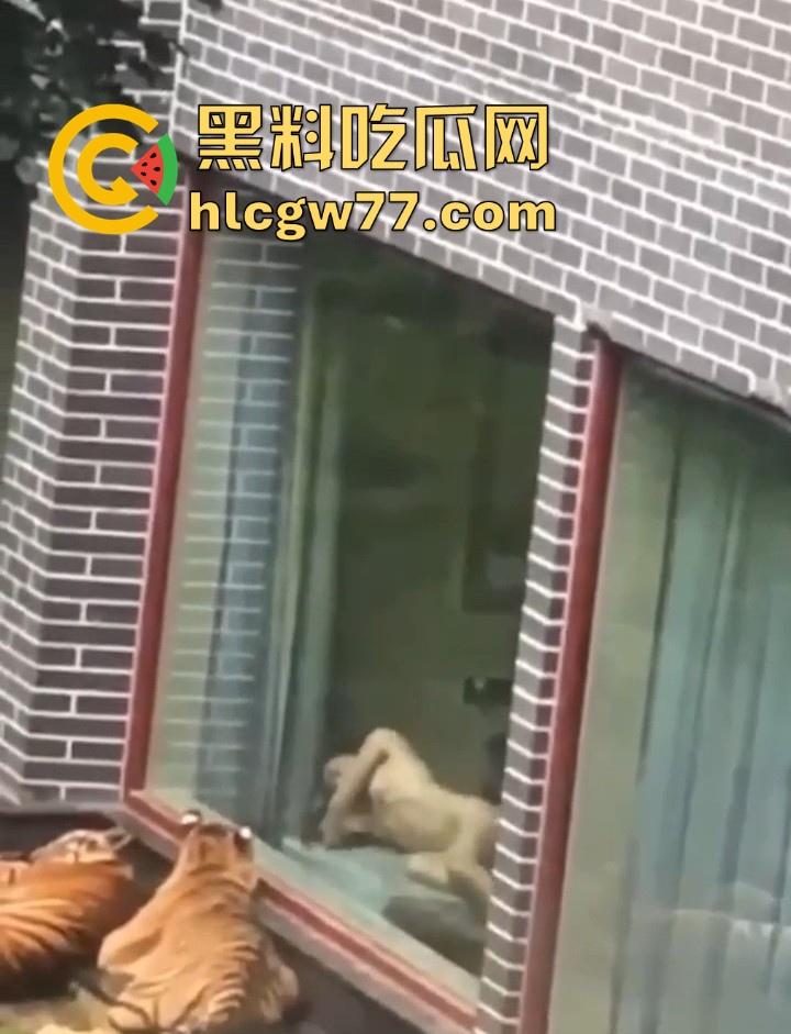 广西柳州雄景生态酒店 美女落地窗前全裸勾引老虎 多方位展示娇躯 大胆露出小穴 老虎竟看的津津有味!-6