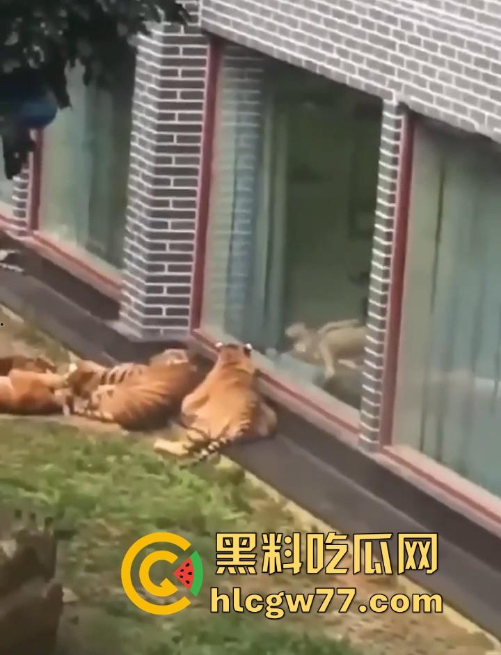 广西柳州雄景生态酒店 美女落地窗前全裸勾引老虎 多方位展示娇躯 大胆露出小穴 老虎竟看的津津有味!-7