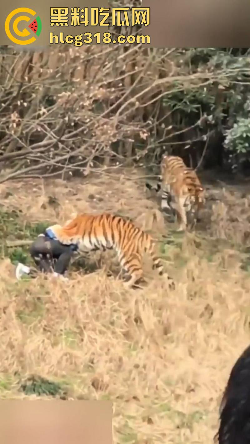 聪明人费尽心思,不如蠢人灵机一动!浙江男子翻越围墙撸老虎,被老虎当场咬死,该老虎已被射杀!-2