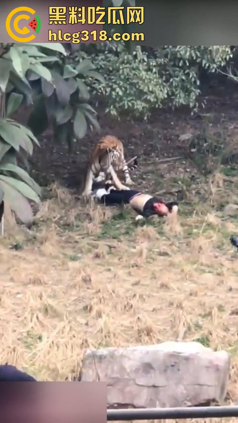 聪明人费尽心思,不如蠢人灵机一动!浙江男子翻越围墙撸老虎,被老虎当场咬死,该老虎已被射杀!-4