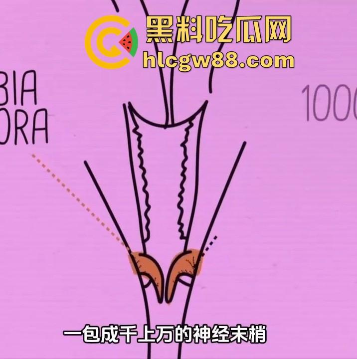 英国裸体相亲 Naked Attraction!非诚勿扰 女的看鸡巴大小 男的对臀围评估选择最佳伴侣-7