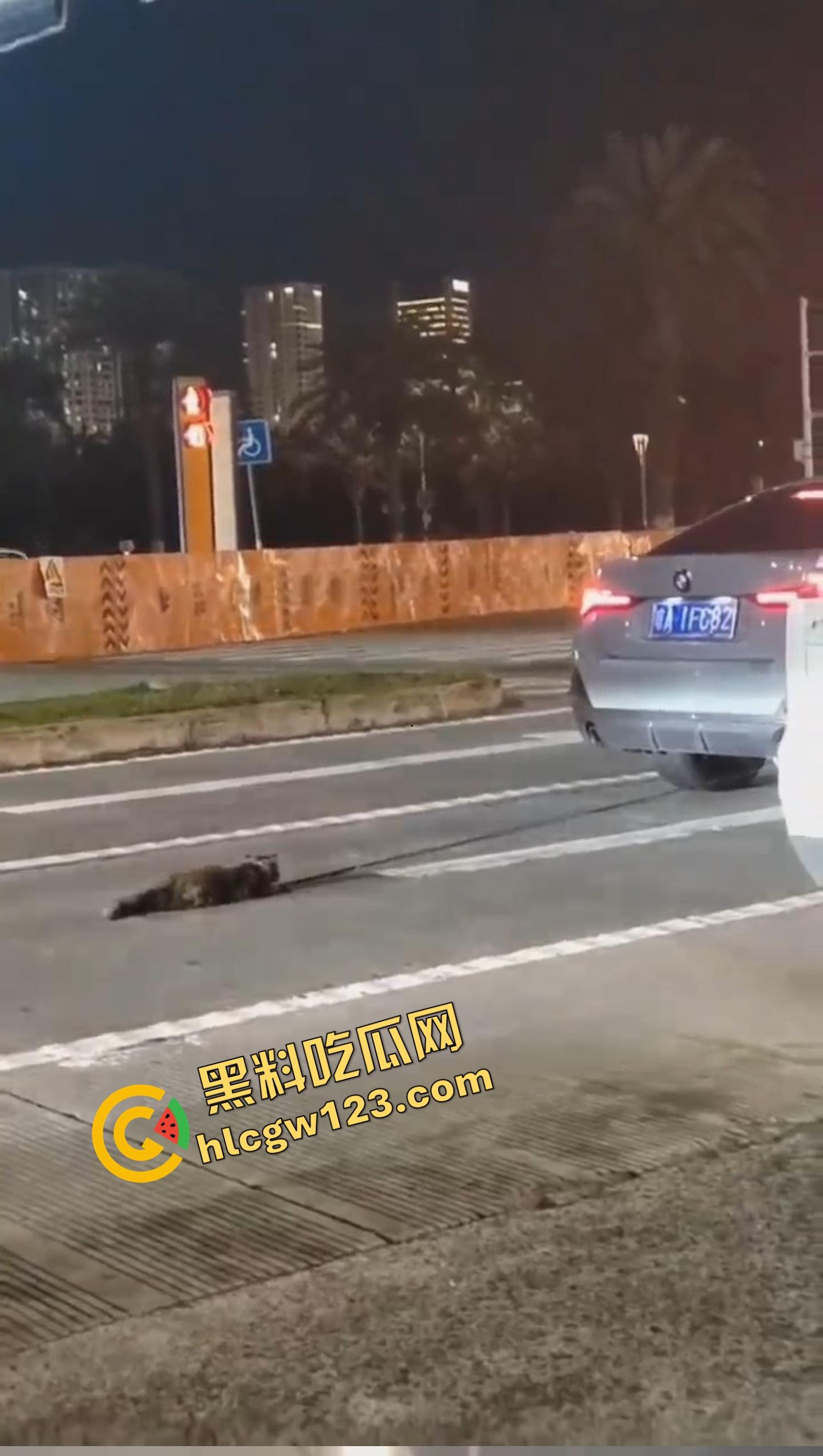 海南海口宝马车拖行小猫致死,群众当街怒吼追车,司机被围送派出所,这是碾压良知!-3