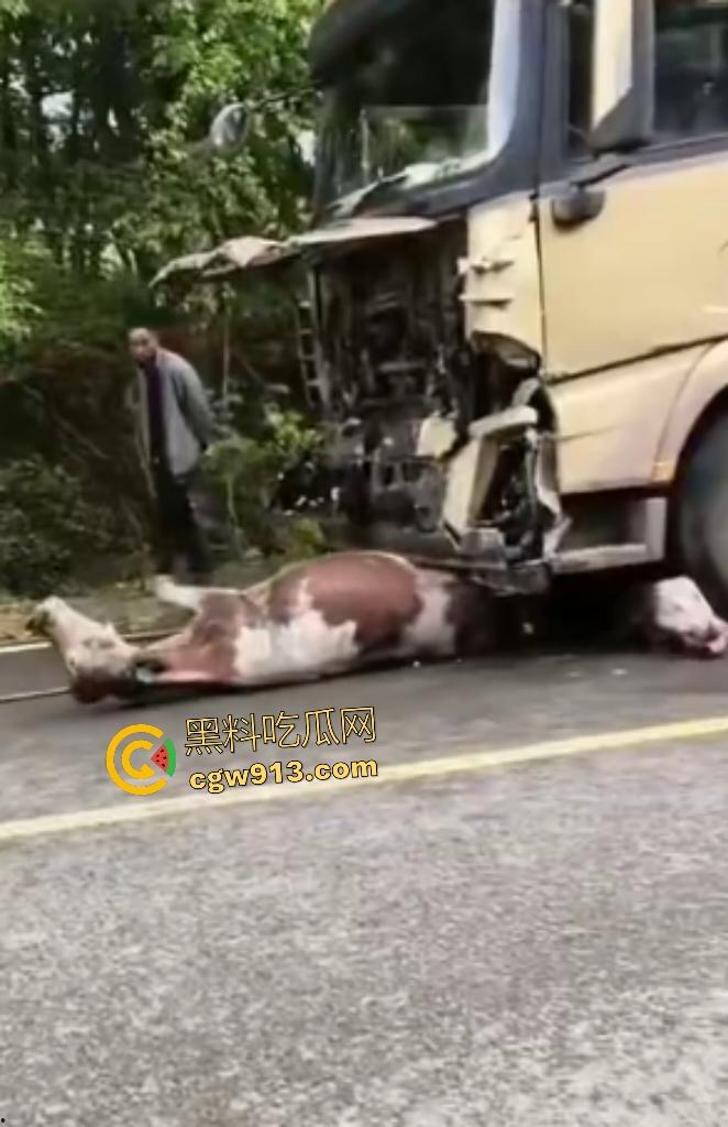 黑龙江货车狂飙撞扁16头活牛,尸体拉长成肉泥,丢草丛无人收,这下司机要赔得血本无归!-7
