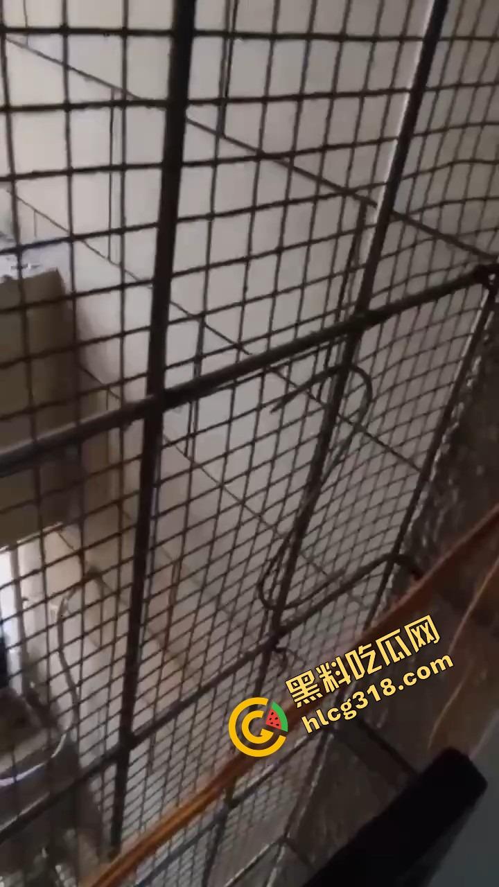 潍坊住户天天叫小姐,夜夜啪啪震天响,大半夜高潮惨叫像杀人,住户忍无可忍拍视频发物业群!-9