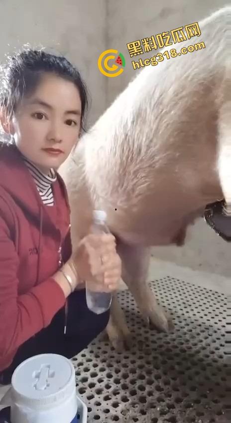 美女上岗第一天就被安排帮猪撸取精,手法娴熟动作老练,取精现场表情管理拉满-1