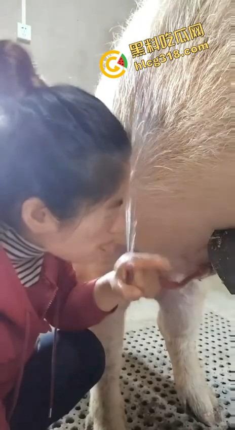 美女上岗第一天就被安排帮猪撸取精,手法娴熟动作老练,取精现场表情管理拉满-8