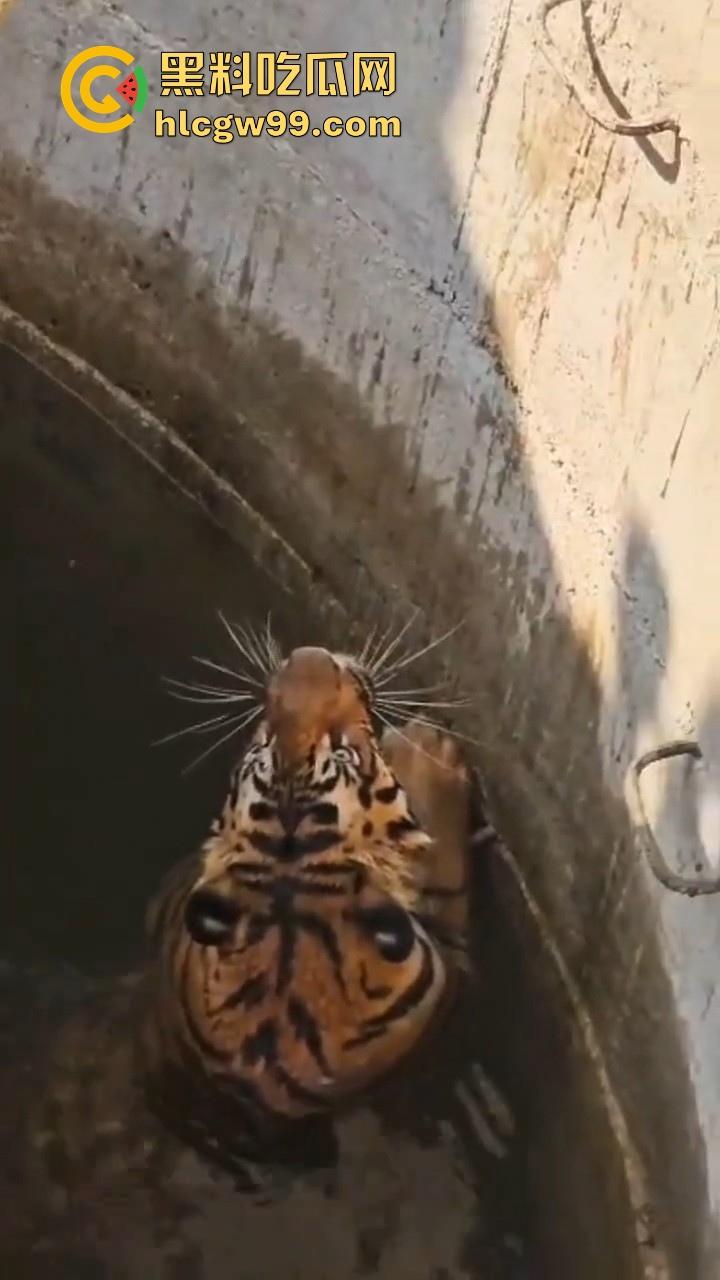 完达山一号再现?印度三哥野生老虎因追逃野猪双双落入水井,这次三哥不会趁老虎之危了吧!-9