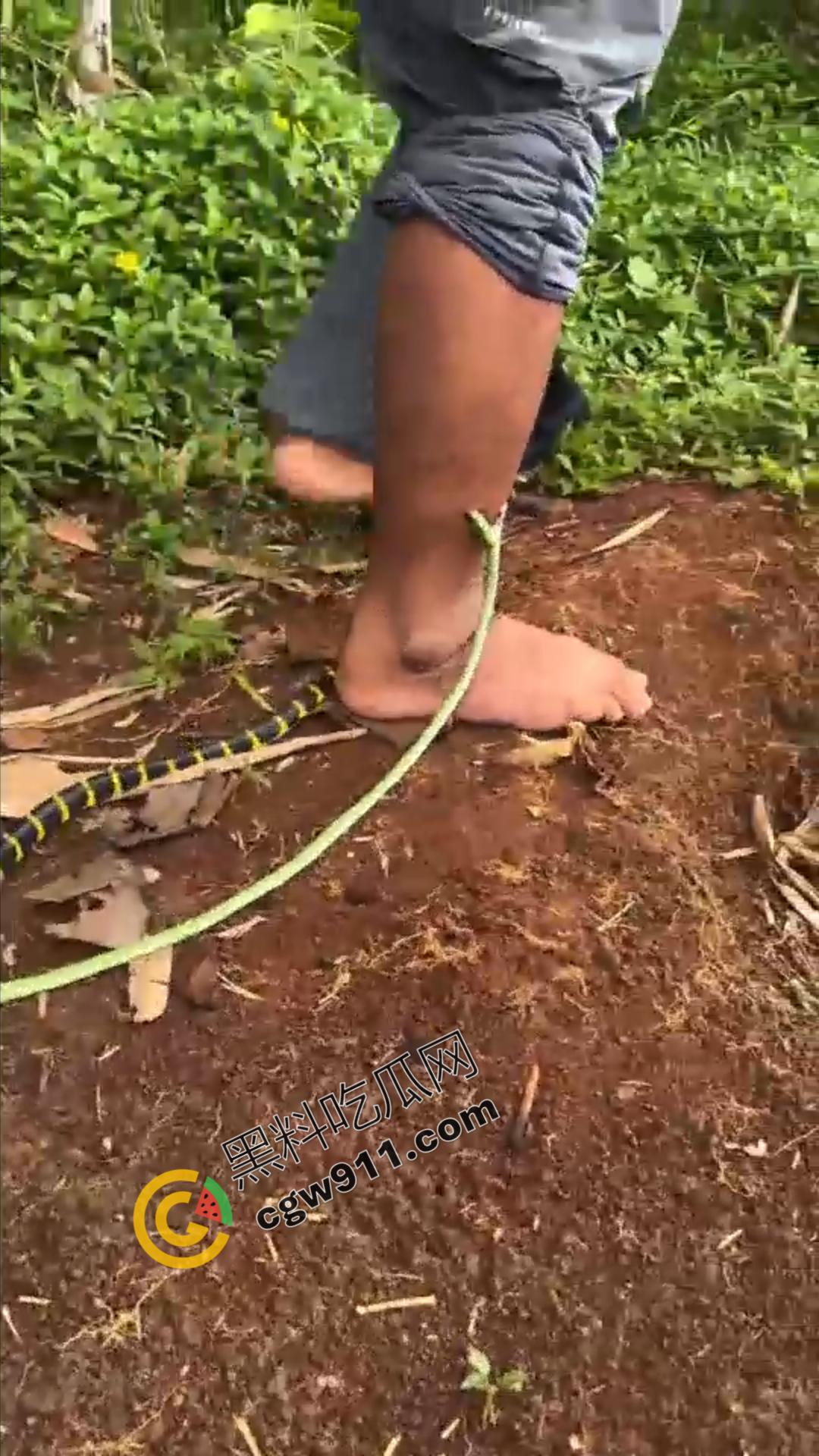 恐怖渗人!越南老哥终日与毒蛇共舞,练就百毒不侵的体魄,神操作直接看呆众人-2