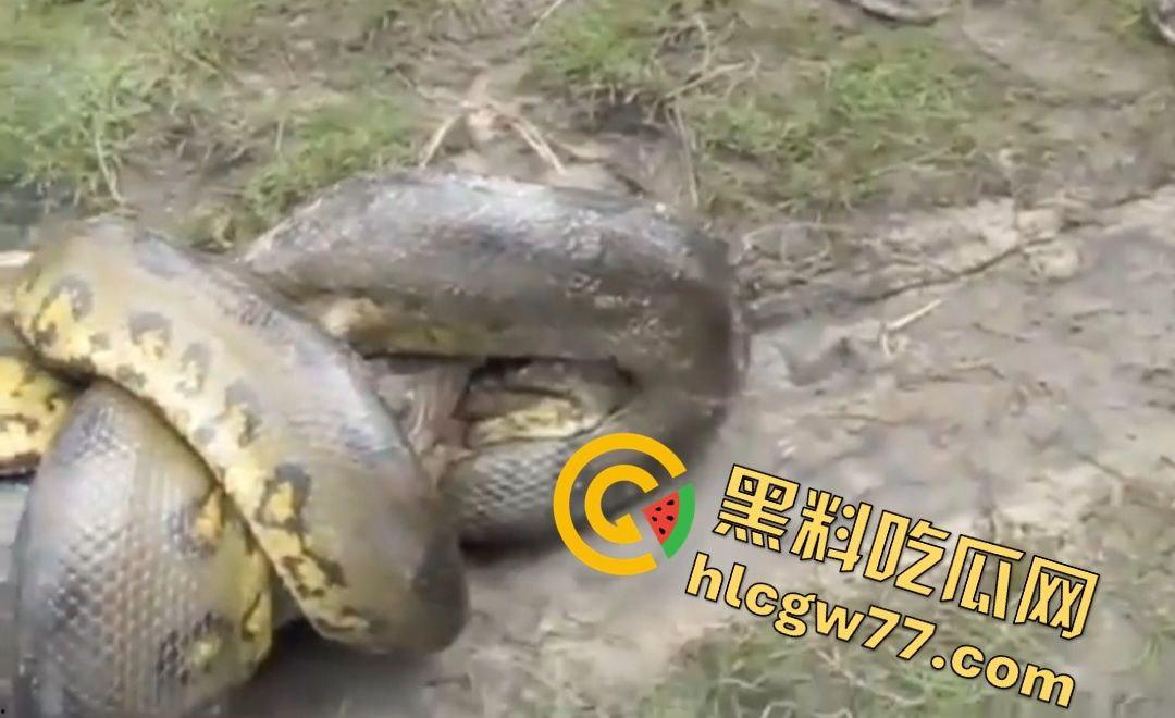 陆地大乱斗！蟒蛇绞杀鳄鱼，死亡翻滚失效，眼珠爆出吓尿摄影师！-7