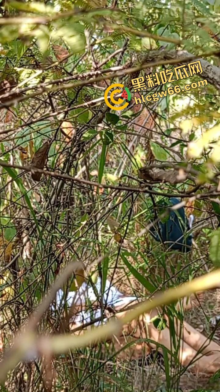 夏天的第一炮,小情侣树林野战开操果园大哥路过拍下全程,屁股抬得比桃子高,万物复苏逼也骚!-5