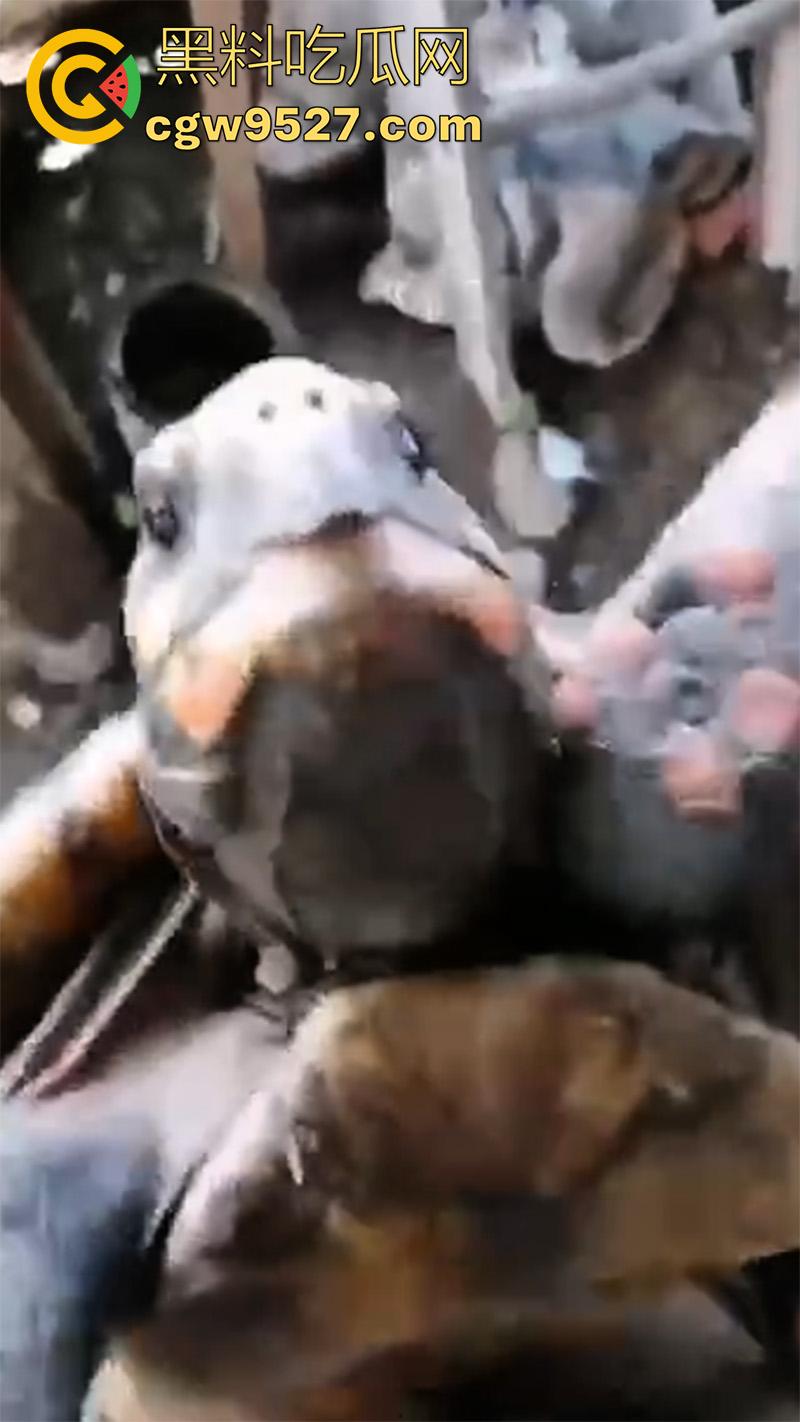 印度三哥真是什么都敢操，从兔子到乌龟，从老虎到蜥蜴，只要有洞都能插，地震裂缝是不是也能操地球啊！-2