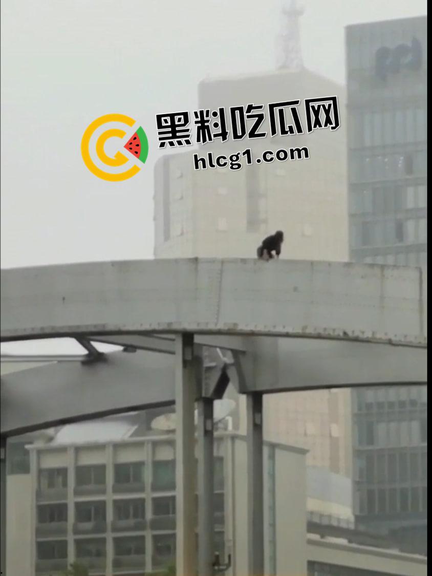 宁波女子轻生现场 老公沉迷女主播准备离婚 怀孕四个月寻死 现场视频 流出 有救生垫也摔不轻-3