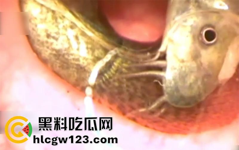 日本顶级虐待调教,炮机暴虐泥鳅灌肠,保鲜膜束缚捆绑内窥镜透视,玩的美女惨叫连连!-4