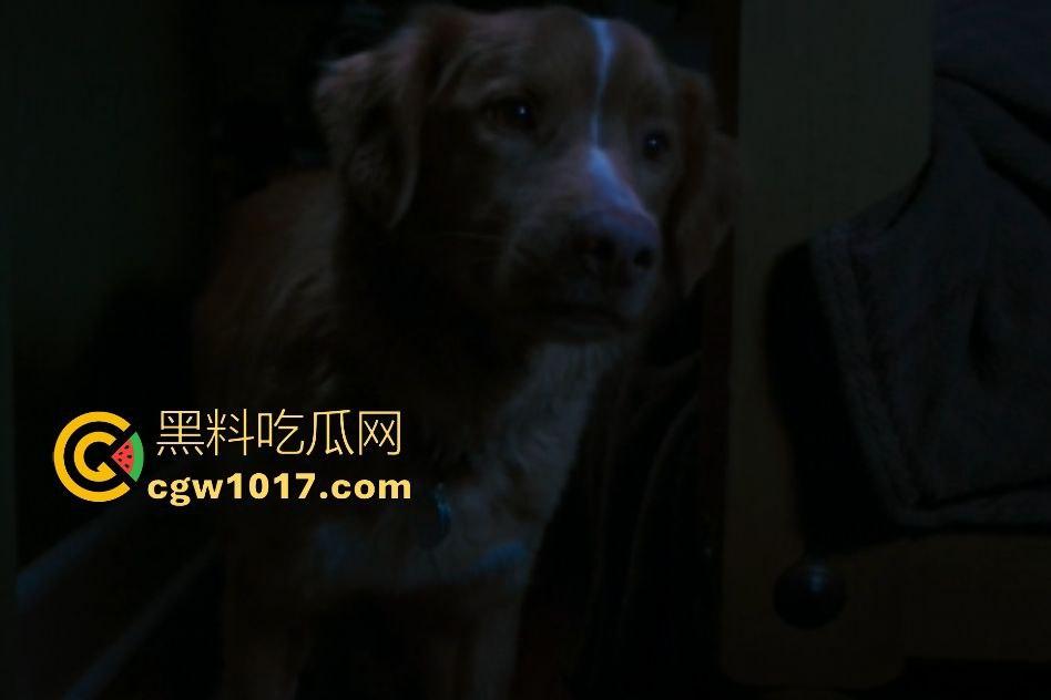 电影【好狗狗】,乡下老宅鬼影幢幢印第狂吠撕咬恶灵,邻居猎人装妖魔潜伏,忠犬搏命救主,真是条好狗狗!-5