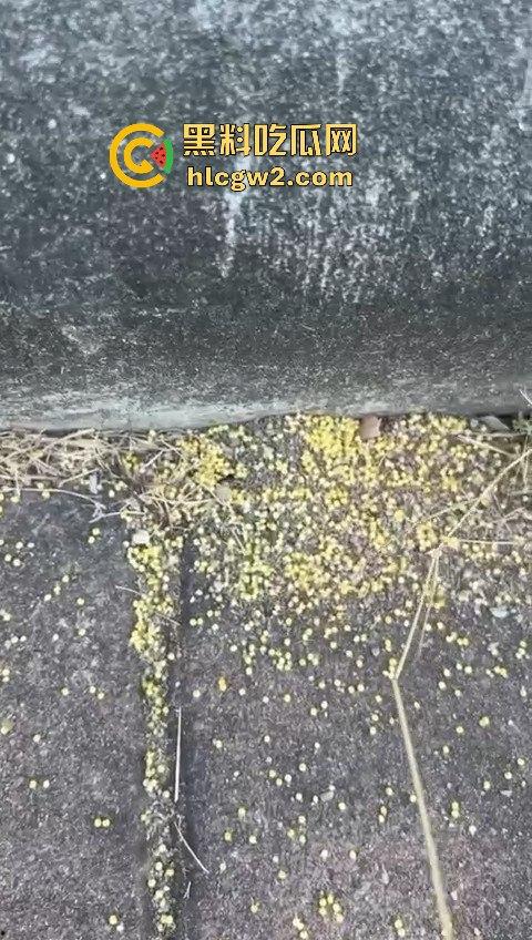 广州番禺区遛狗的注意了!有人在河边下毒,什么变态玩意儿?小心爱犬中招!-9