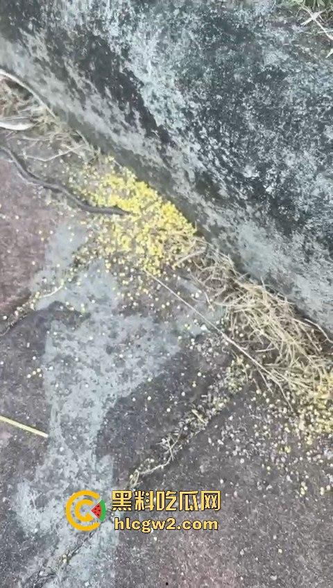 广州番禺区遛狗的注意了!有人在河边下毒,什么变态玩意儿?小心爱犬中招!-10